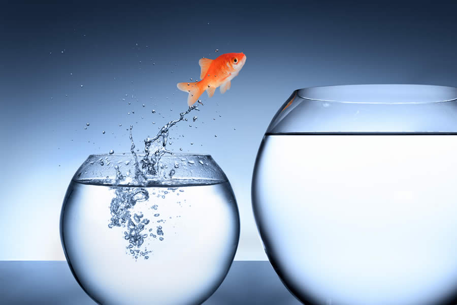 Goldfish leaping from smaller fish bowl to larger fishbowl