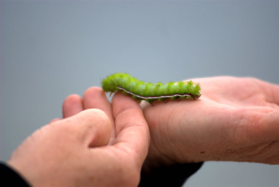 A hand holding a green caterpillar