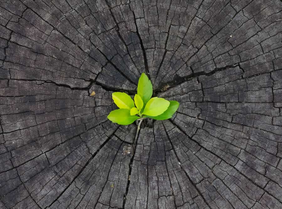 A tree stump sprouting new leaves from its center