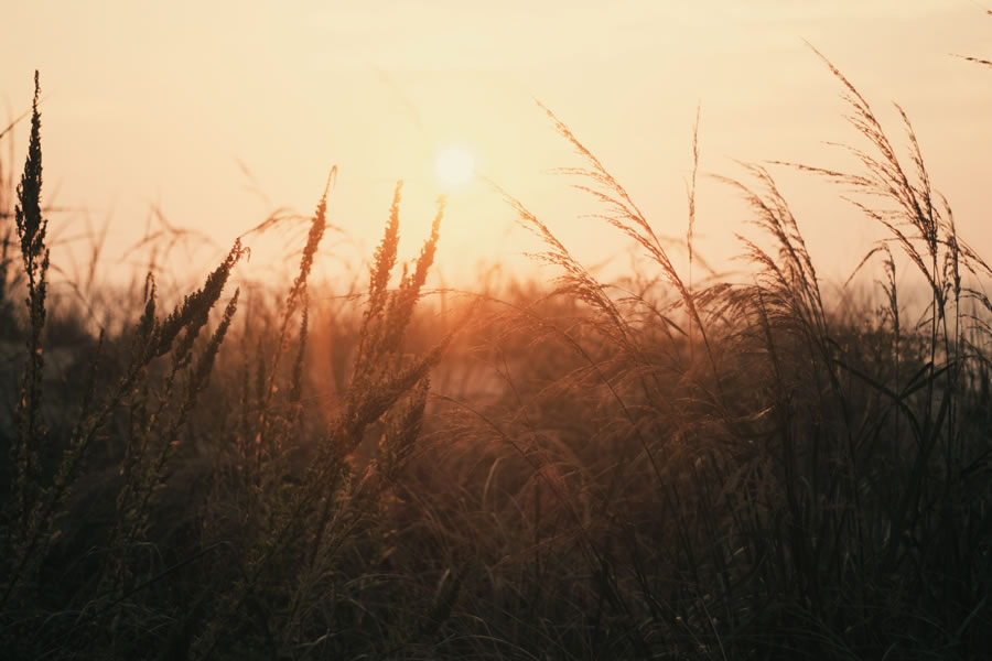 Beautiful sunsent in a wheat field
